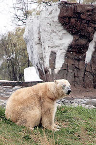 Polar bear in the snow