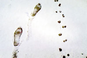 Yuki's footprints